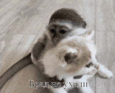 a picture of a monkey holding a kitten with the caption " brad he yhad "