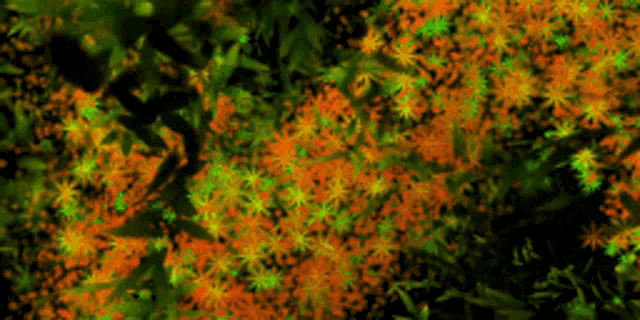a green and orange background with a lot of flowers