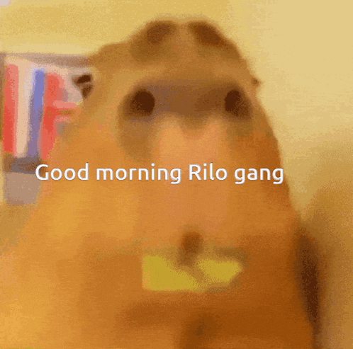 Good Morning Rilo Gang Rilo GIF - Good Morning Rilo Gang Rilo Ril0h GIFs