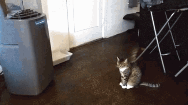 Do Cats Like Air Conditioning GIF - Do Cats Like Air Conditioning GIFs