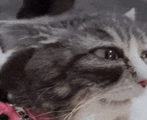 a close up of a cat wearing a pink collar .