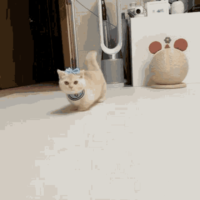 a cat wearing a blue bow is walking on the floor in a room .