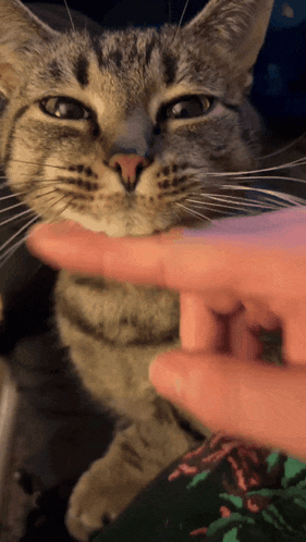 a close up of a cat being petted by a person