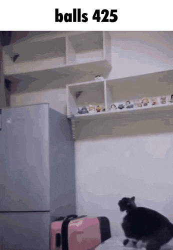 a cat is playing with a pink suitcase in a room with the words balls 425