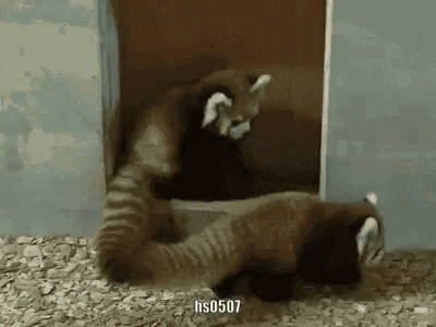Racoon Playing GIF - Racoon Playing Each GIFs
