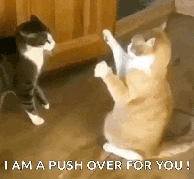 two cats are playing with each other and one of them says `` i am a push over for you ! ''
