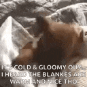a dog is laying on a bed with a blanket and a blanket .