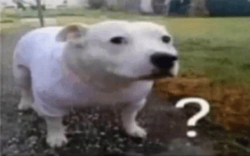 Dog Question Mark GIF - DOG Question Mark - Discover & Share GIFs