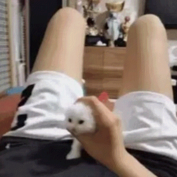 a person is sitting on a bed holding a small white cat .