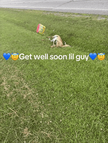 a picture of a dog laying in the grass with the words get well soon lil guy below it