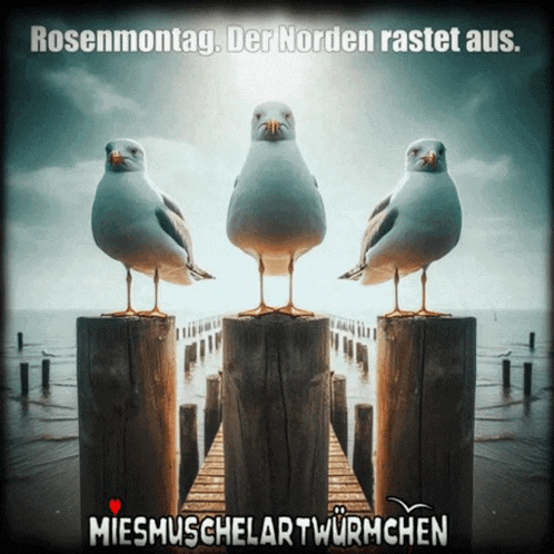 three seagulls standing on a wooden post with the words rosenmontag der norden rastet aus below them