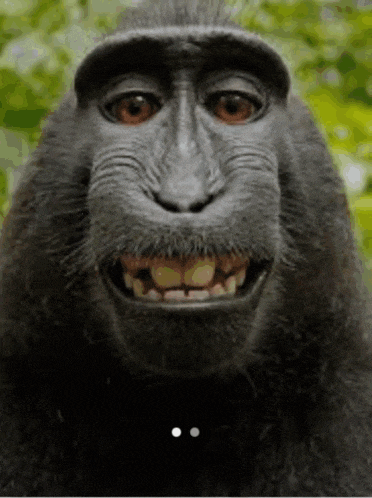 a close up of a monkey 's face with its mouth open and teeth visible .