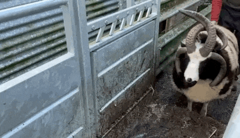 a black and white sheep with long horns is standing in a fenced in area .
