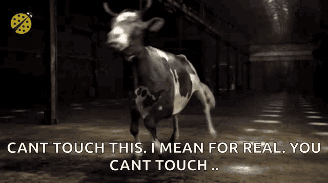 a black and white cow says cant touch this i mean for real you cant touch ..