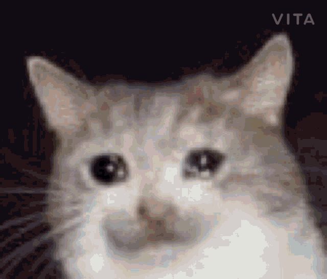 a close up of a cat 's face with vita written on the bottom right