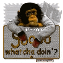 a stuffed monkey is holding a sign that says `` hey you sucko whatcha doin ? ''