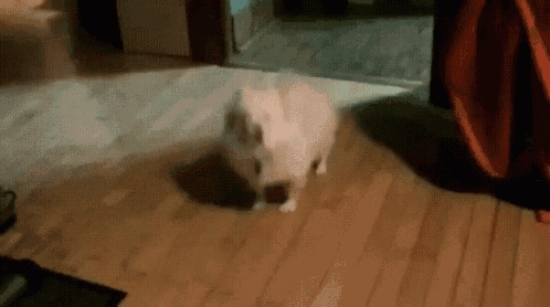 a dog is walking on a wooden floor in a living room .
