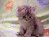 Tired Cat GIF - Tired Cat Kitty GIFs