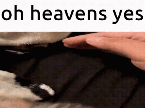 Cat Oh Heavens No GIF - Cat Oh Heavens No Oh Heavens Yes GIFs