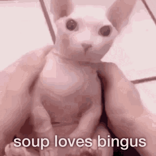 Bingus Soup GIF - Bingus Soup Soup Bingus GIFs