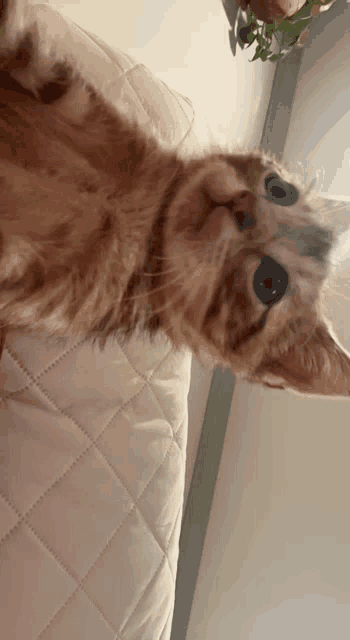 a close up of a cat laying on its back on a bed