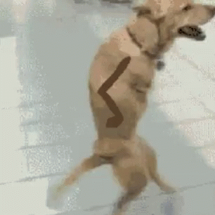 Dog Walking GIF - Dog Walking Sem Braco GIFs