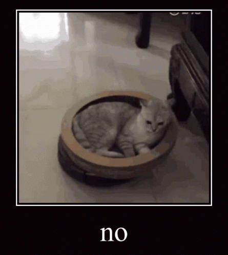 No Cat GIF