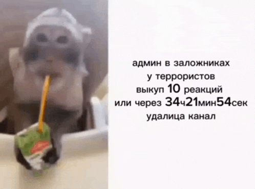 a picture of a hamster drinking from a straw and a picture of a hamster drinking from a bottle