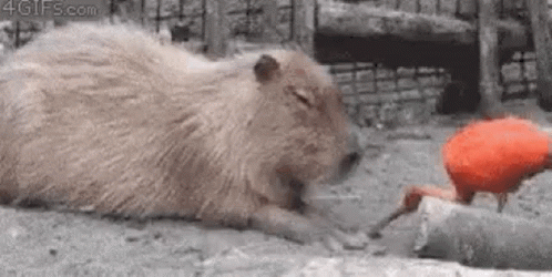 Mitskidiamandis Capybara GIF