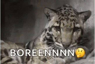 Clouded Leopard Big Cats GIF - Clouded Leopard Big Cats Yawn GIFs