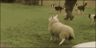 Sheep Dog Happy GIF - Sheep Dog Happy Hop GIFs