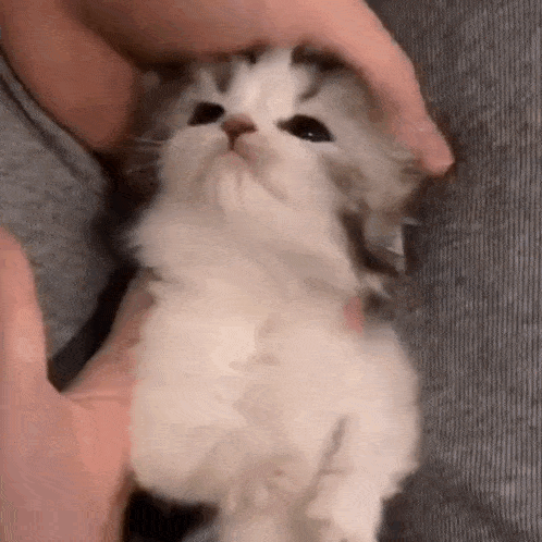 a close up of a person petting a small kitten on a couch .