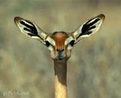 Gazelle Chewing GIF - Gazelle Chewing GIFs