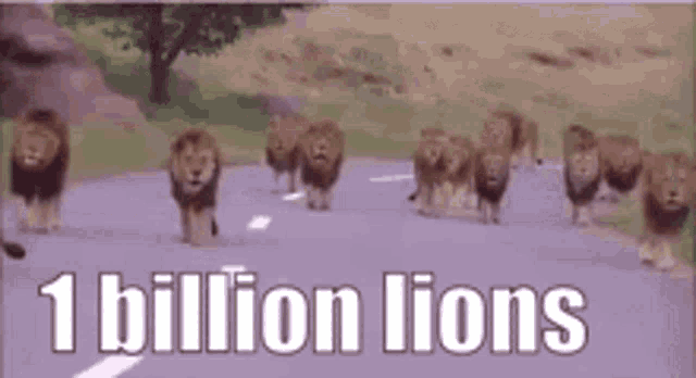a herd of lions walking down a road with the words `` 1 billion lions '' above them .
