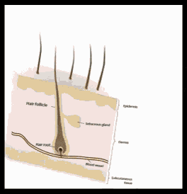 a drawing of a hair follicle and a hairbrush