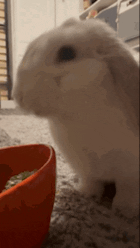 a white rabbit is standing next to an orange bowl of food on the floor .