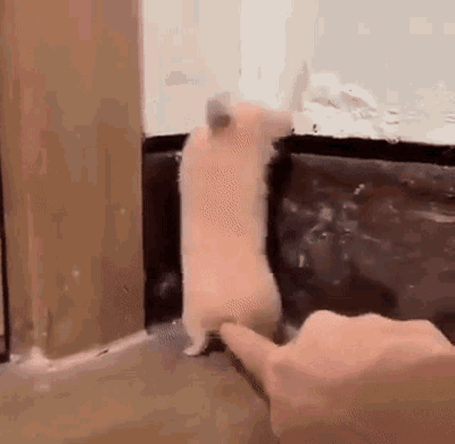 Hamster Scared GIF - Hamster Scared Poke GIFs