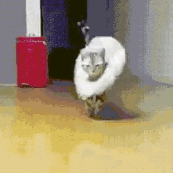 a cat wearing a cone on its head is walking on a yellow floor