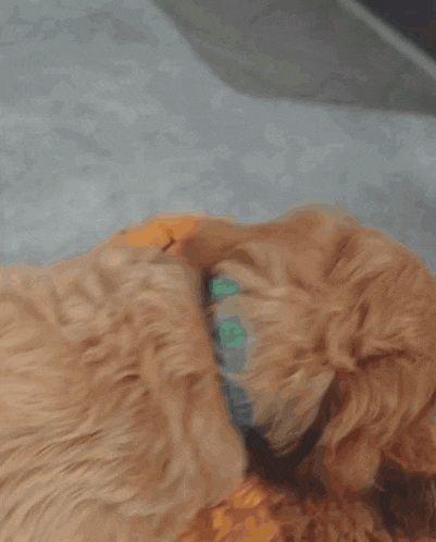 a close up of a cat 's tail with a shark behind it