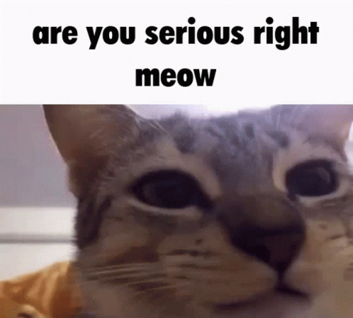 Are You Serious Right Neow Are You Serious Right Now Cat GIF - Are You Serious Right Neow Are You Serious Right Now Cat Cat GIFs