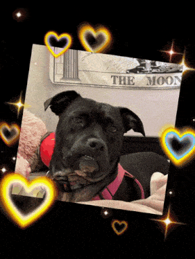 a picture of a dog surrounded by hearts and a sign that says the moon