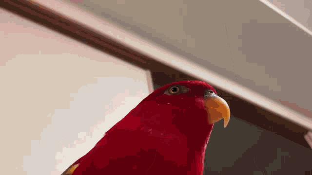 Birb Redbirb GIF - Birb Redbirb Redbird GIFs