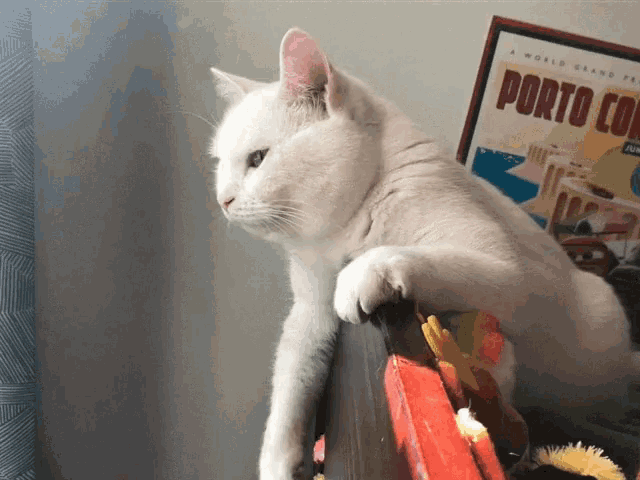 Queenhollycat Funny GIF - Queenhollycat Cat Funny GIFs