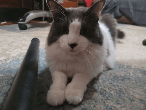 a black and white cat laying on a rug looking at the camera