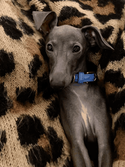 a small grey dog wearing a blue collar is laying on a leopard print blanket