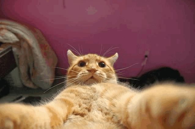 a close up of a cat 's face with a pink wall in the background