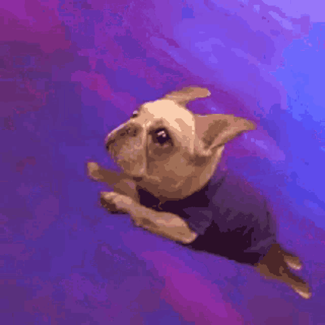 a dog is flying through the air while wearing a blue shirt .