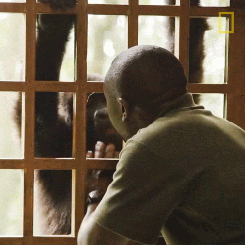 Playing Young Orphaned Gorillas See Their Adorable Bond With Park Rangers GIF - Playing Young Orphaned Gorillas See Their Adorable Bond With Park Rangers Baby Gorilla GIFs