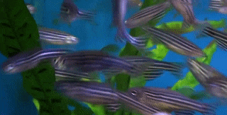 a group of fish are swimming in a tank with green algae
