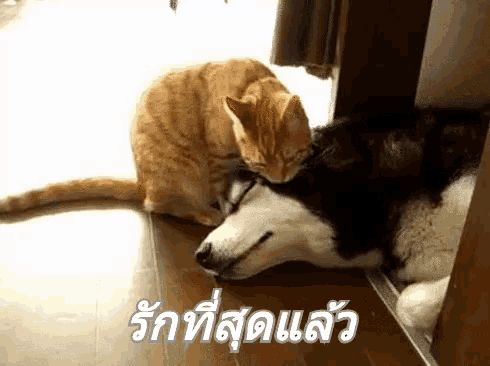 a cat laying on top of a husky dog with a foreign language written below it